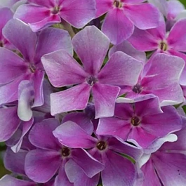 Флокс метельчатый Юнга