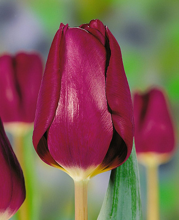 Тюльпан Триумф Пёпл Леди