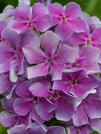 Флокс метельчатый Юнга