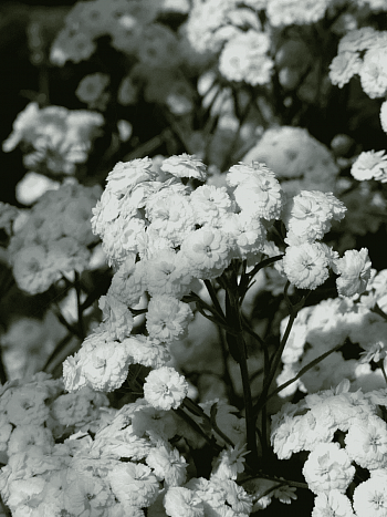 Тысячелистник обыкновенный Parry`s White