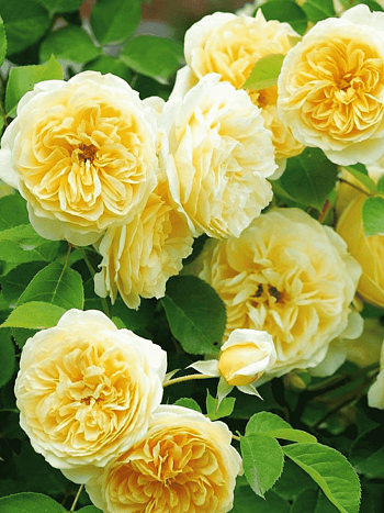 Роза Английская кустовая  Teasing Georgia