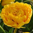 Тюльпан Yellow Pomponette