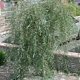 Ива пурпурная Pendula