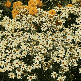 Кореопсис крупноцветковый Buttermilk