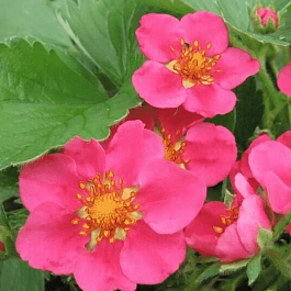 Земляника декоративная Lipstic