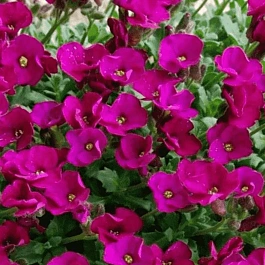 Аубриета Audrey Red