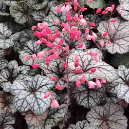 Гейхера Glitter