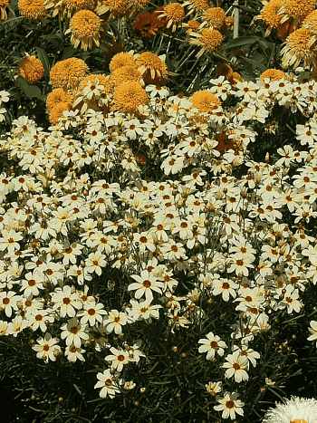 Кореопсис крупноцветковый Buttermilk