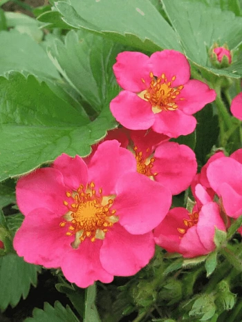 Земляника декоративная Lipstic