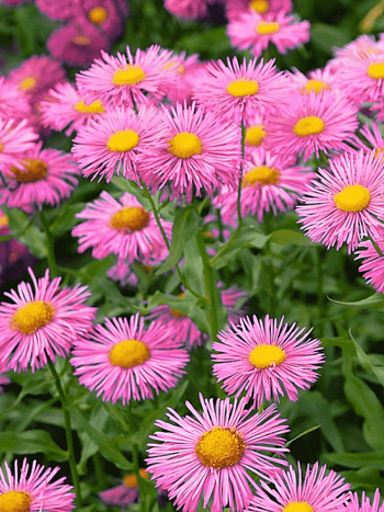 Эригерон красивый Pink Jewel