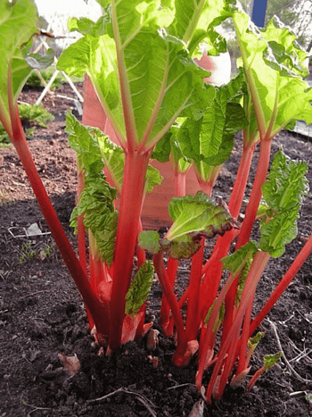 Ревень обыкновенный Red Champagne