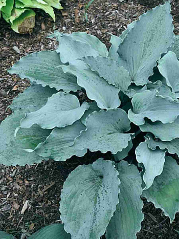 Хоста Skywriter