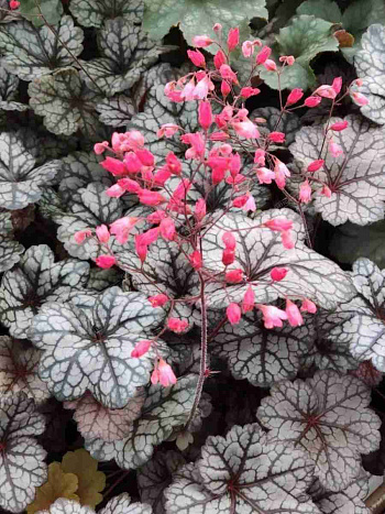 Гейхера Glitter