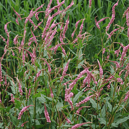 Горец стеблеобъемлющий Pink Elephant