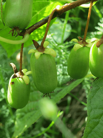 Актинидия Аргута Эстафета