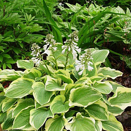 Хоста гибридная Тамбурин