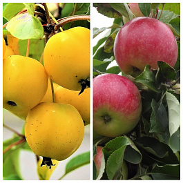 Дерево-сад (5 летка) яблоня 2 сорта Китайка золотая ранняя-Мелба