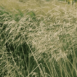 Щучка дернистая