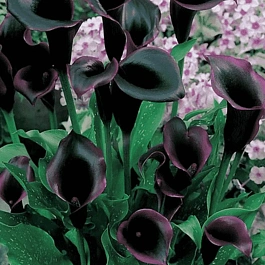 Калла Schwarzwalder