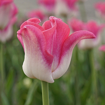 Тюльпан Триумф Краун ов Династи