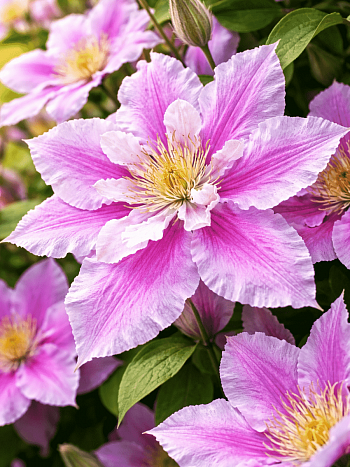 Клематис Serafina