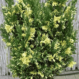 Кипарисовик тупой Saffron Spray