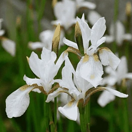 Ирис сибирский Snow Prince