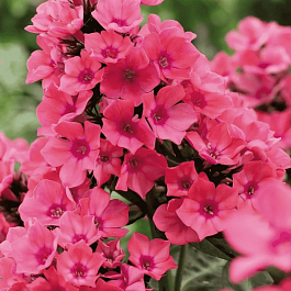 Флокс метельчатый Windsor