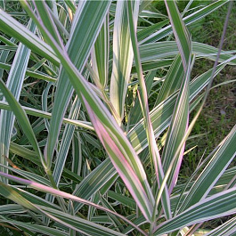 Фалярис тростниковый Триколор