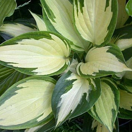 Хоста гибридная Крисмас Кэнди