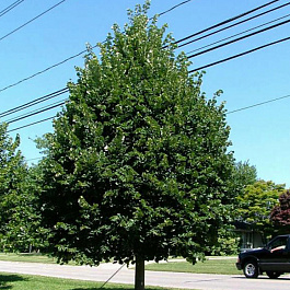 Липа мелколистная Гринспайер Липа мелколистная Гринспайер