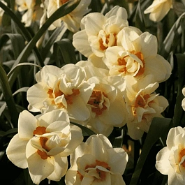 Нарцисс Double Fashion