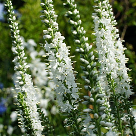 Вероника длиннолистная Шнееризин