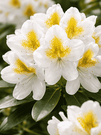 Рододендрон гибридный Catawbiense Album