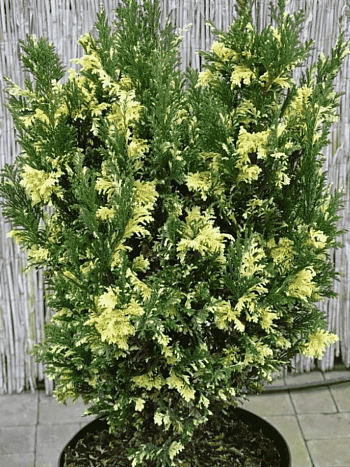 Кипарисовик тупой Saffron Spray