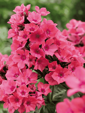 Флокс метельчатый Windsor