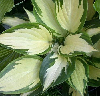 Хоста гибридная Крисмас Кэнди