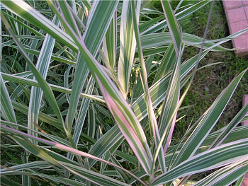 Фалярис тростниковый Триколор Фалярис тростниковый Триколор