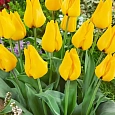 Тюльпан ботанический Golden Tango