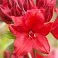 Азалия крупноцветковая Feuerkopfchen