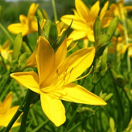 Лилейник Миддендорфа