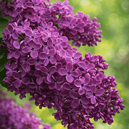 Сирень обыкновенная Френк Патерсон