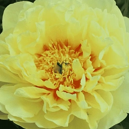 Пион ИТО Yellow Waterlily