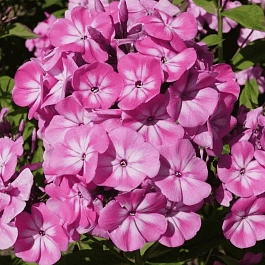 Флокс метельчатый Anastasia