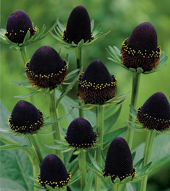 Рудбекия западная Black Beauty