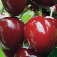 Черешня Гибридная Мускатная Черешня Гибридная Мускатная