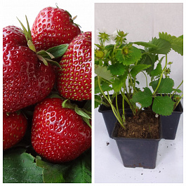 Земляника садовая Кабрильо НАБОР 3ШТ