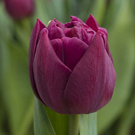 Тюльпан махровый ранний Элисон Брэдли НАБОР 2ШТ (10+10)