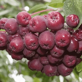 Рябина сладкоплодная Десертная Мичурина