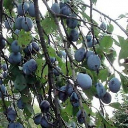 Слива Фиолетовая Слива Фиолетовая